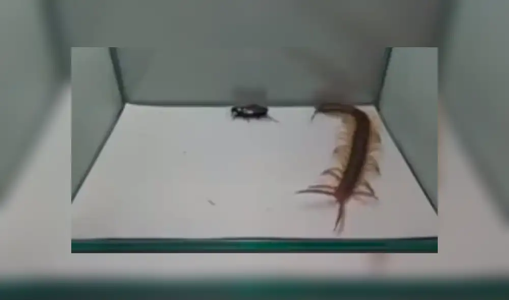 Facebook Viral: Este ciempiés creyó que podría ganar la batalla ante esta cucaracha pero nada salió como pensaba