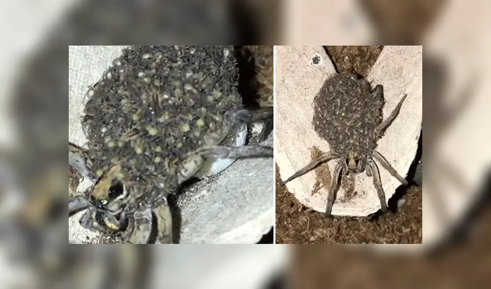 YouTube viral: Una araña que trasladaba a sus crías en espalda es captada por cámara y aterra al mundo [VIDEO] 