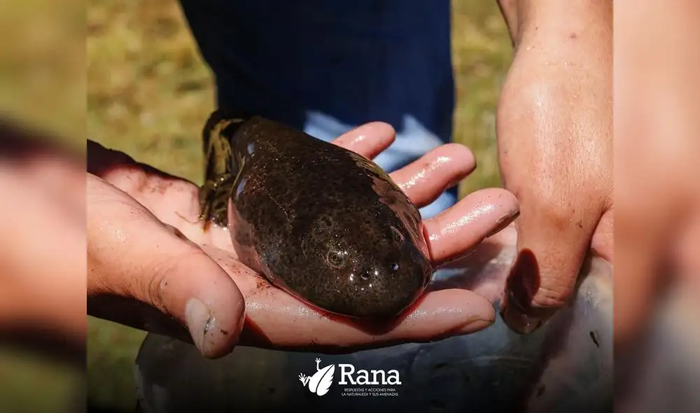 Junín: jóvenes se unen para promover la conservación de anfibios altoandinos del lago Chinchaycocha 