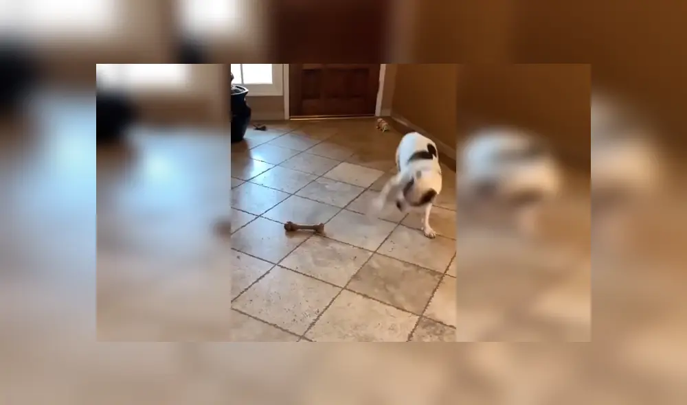 Desliza las imágenes hacia la izquierda para apreciar la conmovedora escena de un perro tras recibir una sorpresa de su amo. Desliza las imágenes hacia la izquierda para apreciar la conmovedora escena de un perro tras recibir una sorpresa de su amo.