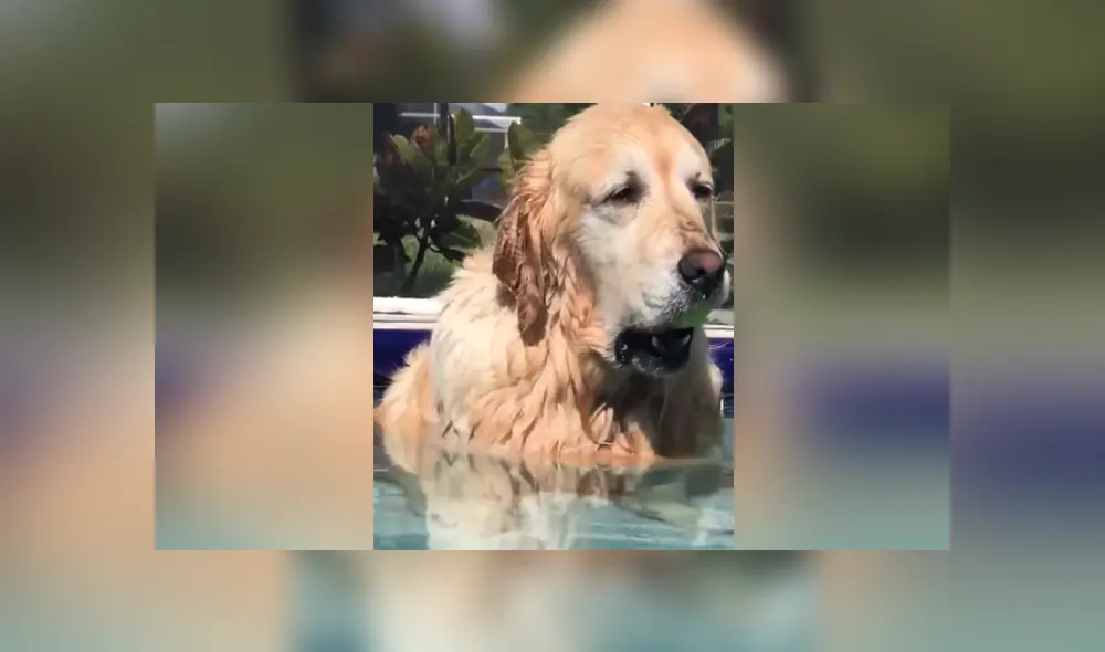 Un joven captó el momento en que su perro que queda dormido en la piscina. Foto: YouTube Un joven captó el momento en que su perro que queda dormido en la piscina. Foto: YouTube