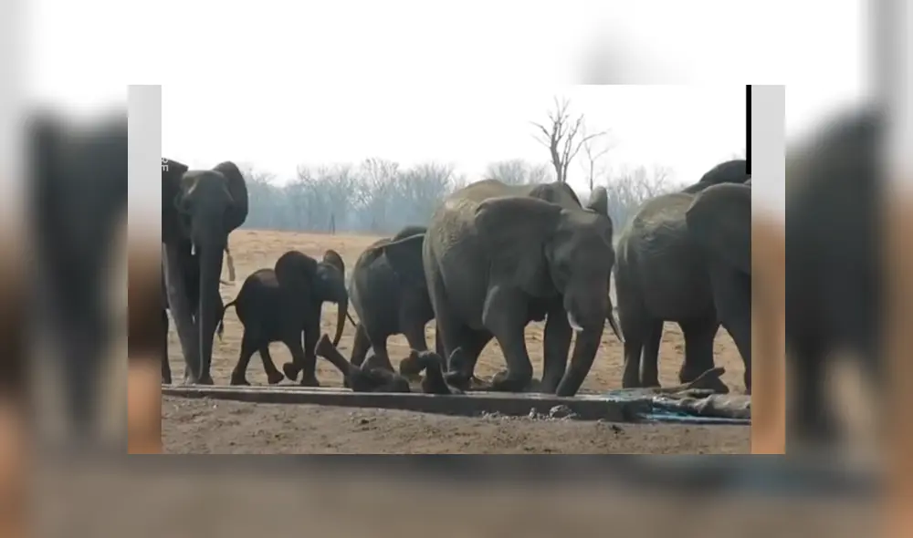 La impactante grabación de YouTube revela el momento en que la mamá elefante reúne a toda la manada para que la ayuden a rescatar a su crío