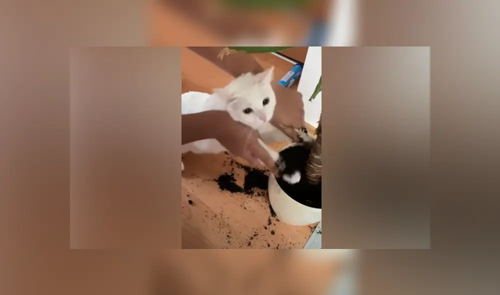 Desliza hacia la izquierda para ver las imágenes del viral de Facebook.