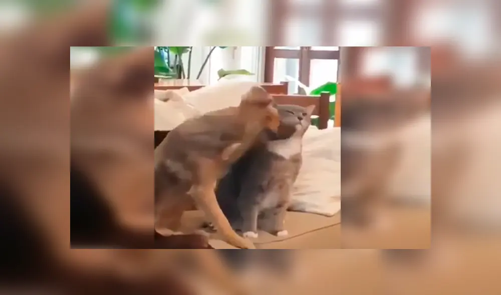 En Facebook, un perro recibió una furiosa reacción de un gato cuando pretendió darle unas caricias. En Facebook, un perro recibió una furiosa reacción de un gato cuando pretendió darle unas caricias.