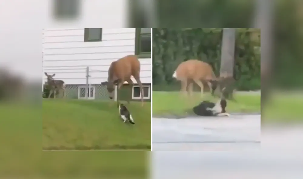 El venado desató toda su furia contra ambos animales porque pensó que eran una amenaza para su cría. Foto: captura. El venado desató toda su furia contra ambos animales porque pensó que eran una amenaza para su cría. Foto: captura.