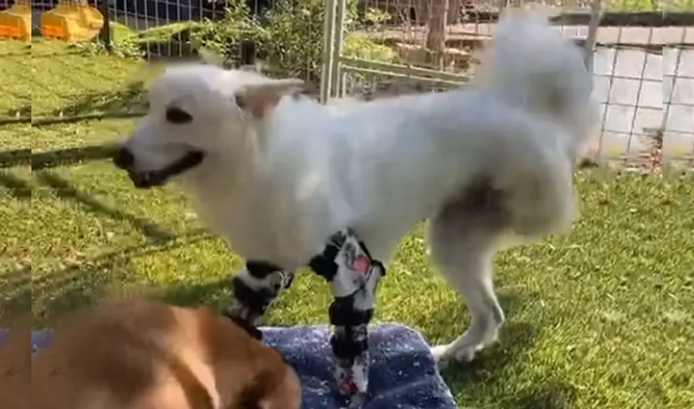 Desliza las imágenes para ver más detalle sobre esta conmovedora escena de Halo, la perrita que pudo caminar por primera vez. Foto: captura de Facebook