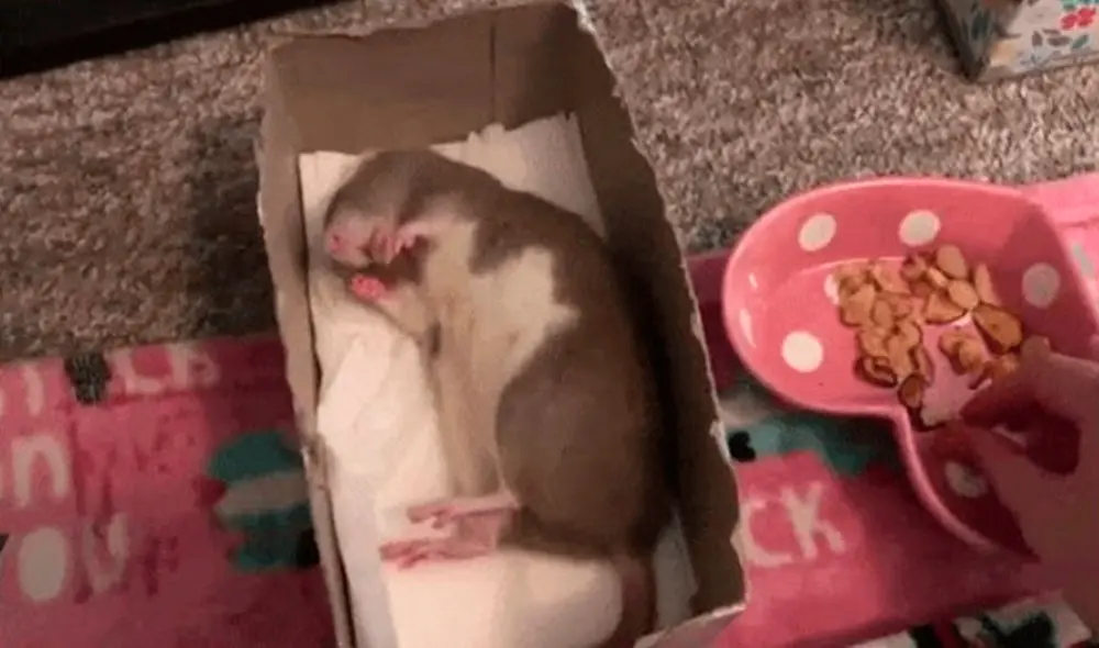 Desliza las imágenes para conocer la reacción de una rata rescatada al sentir el olor de unas almendras. Foto: Captura de YouTube