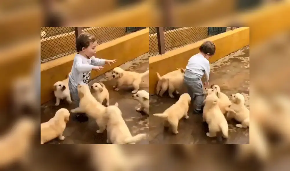 Facebook: bebé es "atacado" por tiernos cachorros y desenlace hace reír a todos [VIDEO]