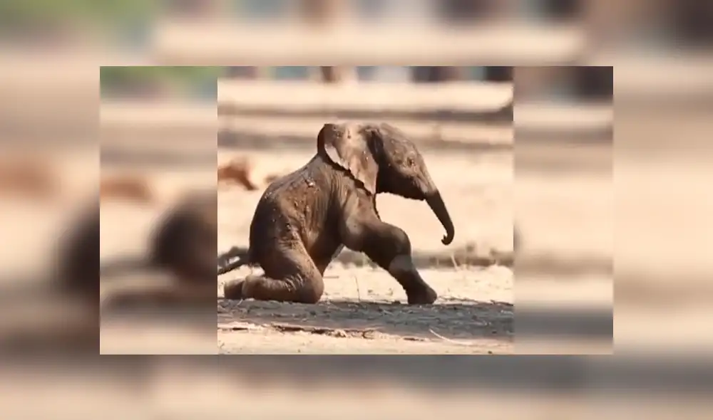 En YouTube, un bebé elefante sufrió varios tropiezos al pretender caminar al lado de su madre. En YouTube, un bebé elefante sufrió varios tropiezos al pretender caminar al lado de su madre.