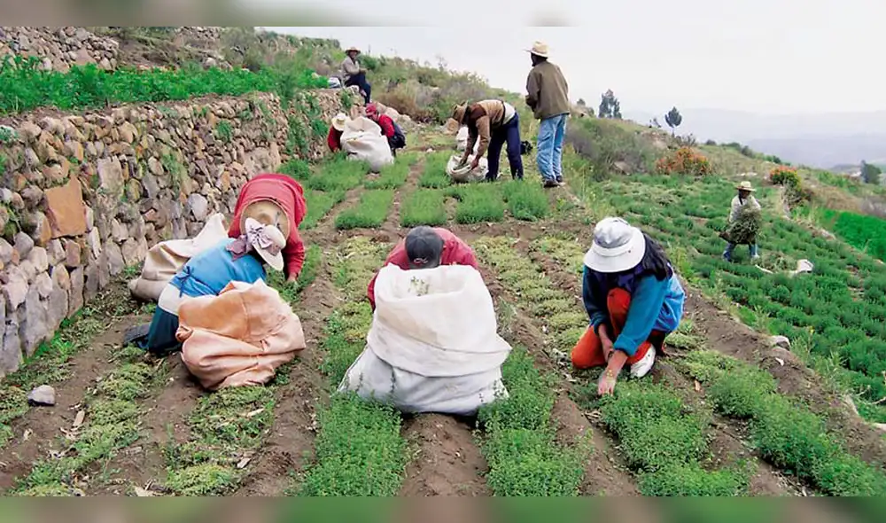 Mi Agro: ¿Quiénes serían los primeros beneficiarios del proyecto?