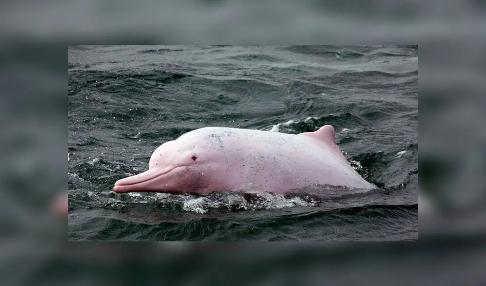 El delfín rosado ingresa a la lista roja de especies en peligro de extinción [VIDEO]