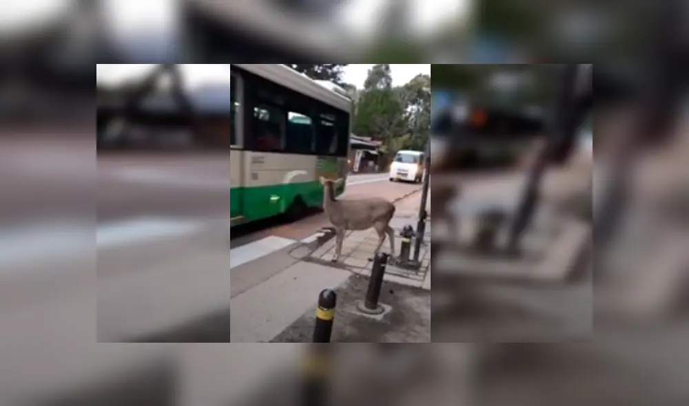 Desliza hacia la izquierda para ver más del video viral Desliza hacia la izquierda para ver más del video viral