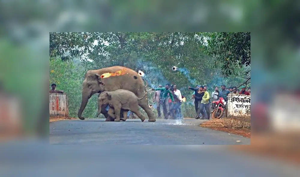Lanzan bombas de fuego a mamá y cría elefante, que huyen por deforestación