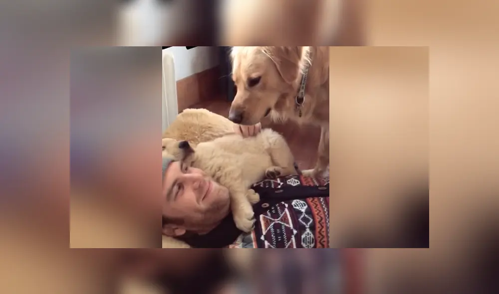 Mediante TikTok se hizo viral el momento en que un perro se pone celoso al ver a su dueño con otro can. Mediante TikTok se hizo viral el momento en que un perro se pone celoso al ver a su dueño con otro can.