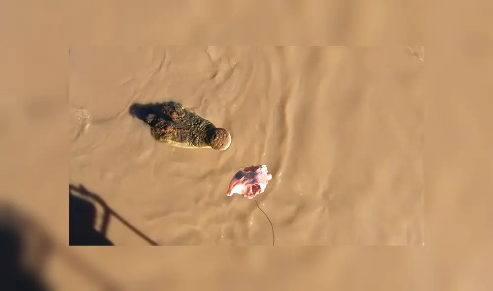 Un grupo de pescadores se encontró cara a cara con una enorme criatura que los dejó impactados. Un grupo de pescadores se encontró cara a cara con una enorme criatura que los dejó impactados.