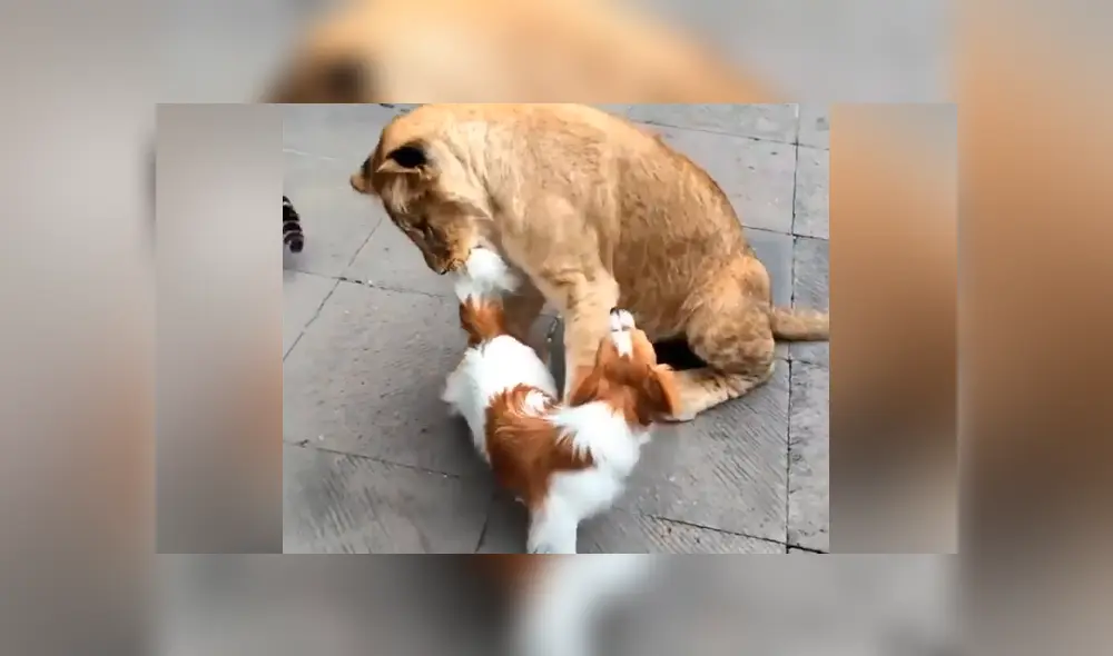 Desliza hacia la izquierda para ver el temible encuentro de un pequeño perro con un grupo de felinos. Imágenes que han causado furor en YouTube. Desliza hacia la izquierda para ver el temible encuentro de un pequeño perro con un grupo de felinos. Imágenes que han causado furor en YouTube.