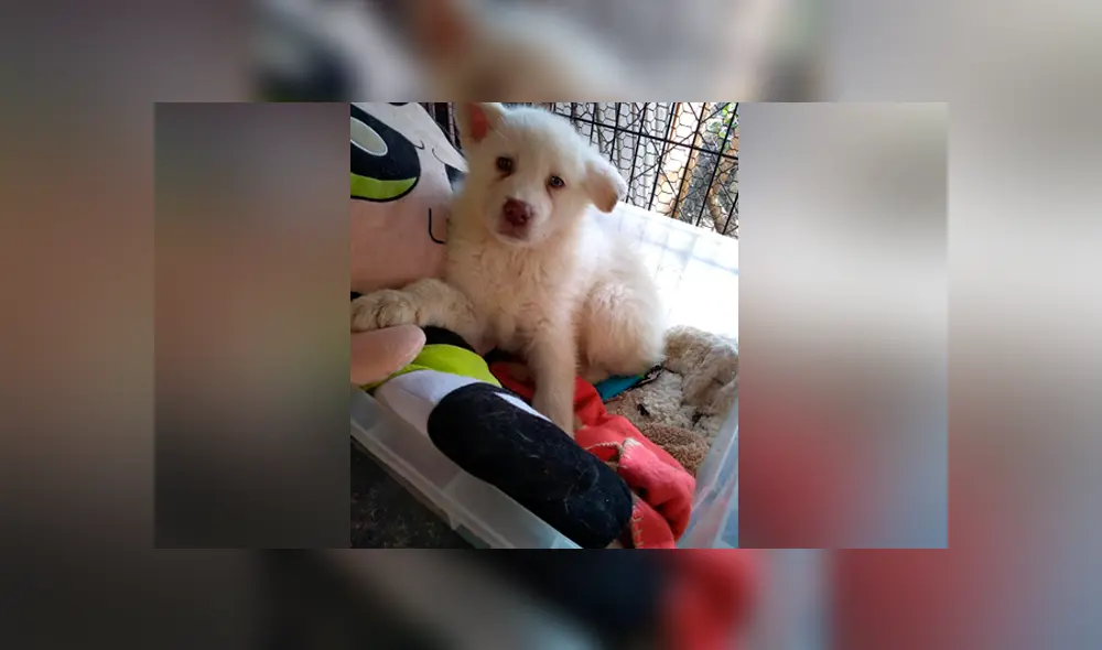 Niño deja a su perro en albergue para que no lo sigan maltratando en su casa [FOTOS]