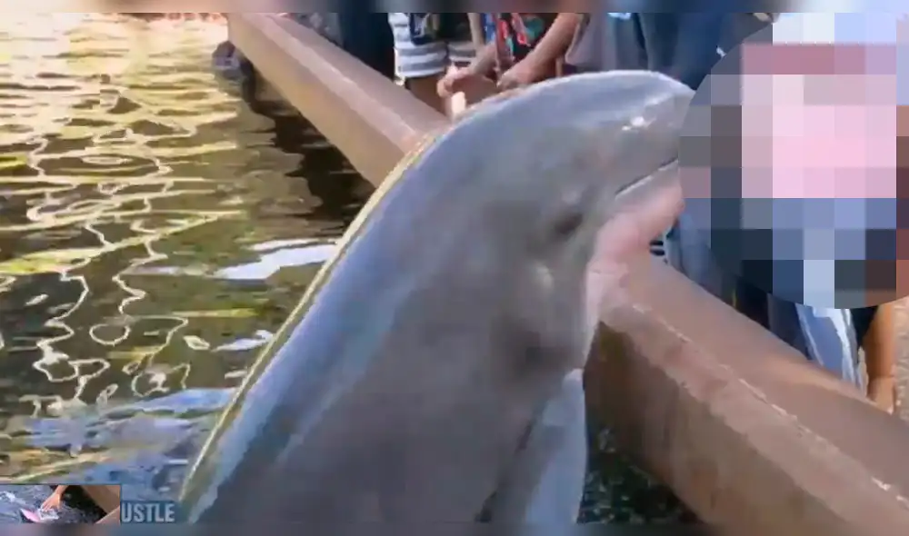 YouTube: aparentaba ser un tierno delfín y hace lo impensado frente al público [VIDEO] 