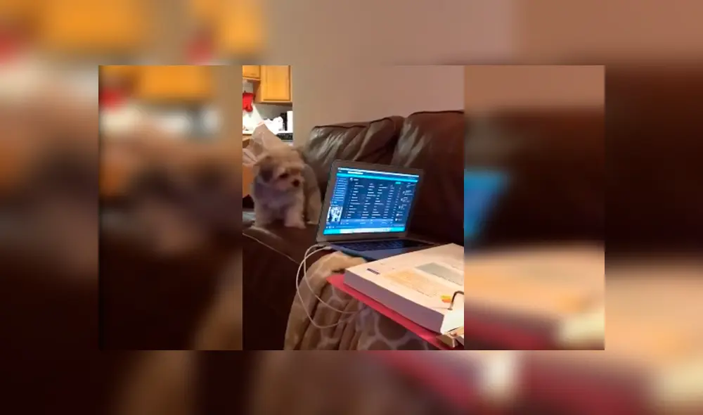 Desliza las imágenes para apreciar el furioso comportamiento de un perro al percatarse que su dueña lo estaba ignorando. Desliza las imágenes para apreciar el furioso comportamiento de un perro al percatarse que su dueña lo estaba ignorando.