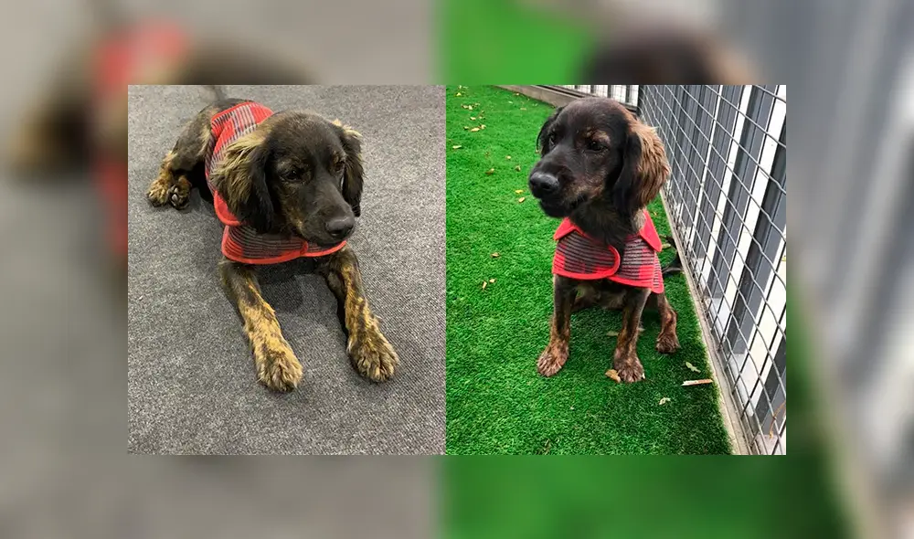 Lima 2019: la nueva vida de ‘Milko’ y otros perros callejeros que fueron adoptados por deportistas