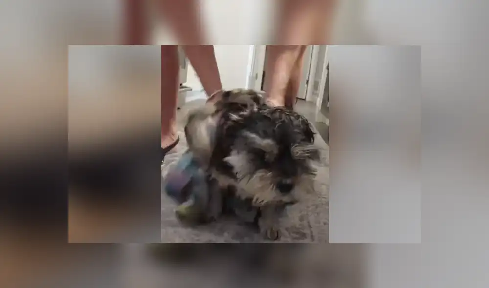 A través de YouTube se hizo viral el curioso comportamiento de un perro al darse cuenta que quieren bañarlo. A través de YouTube se hizo viral el curioso comportamiento de un perro al darse cuenta que quieren bañarlo.