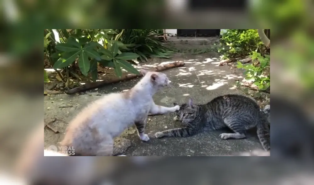 Desliza hacia la izquierda para ver las imágenes del viral de YouTube. Foto: Captura. Desliza hacia la izquierda para ver las imágenes del viral de YouTube. Foto: Captura.