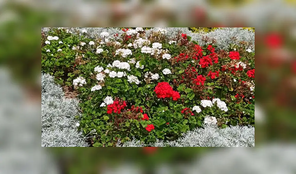 Cámara del Redmi Note 8 Pro.