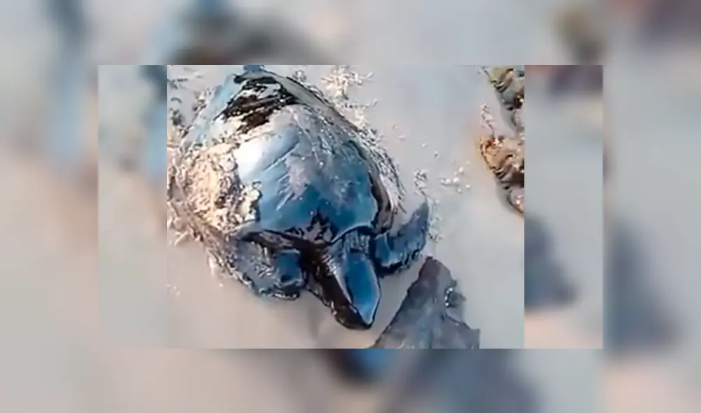 En YouTube, unos hombres caminaban por la playa y encontraron a unas indefensas tortugas que estaban llenas de petróleo.