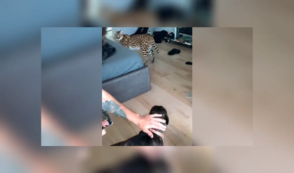 Desliza la imagen compartida en YouTube para verlas todas.