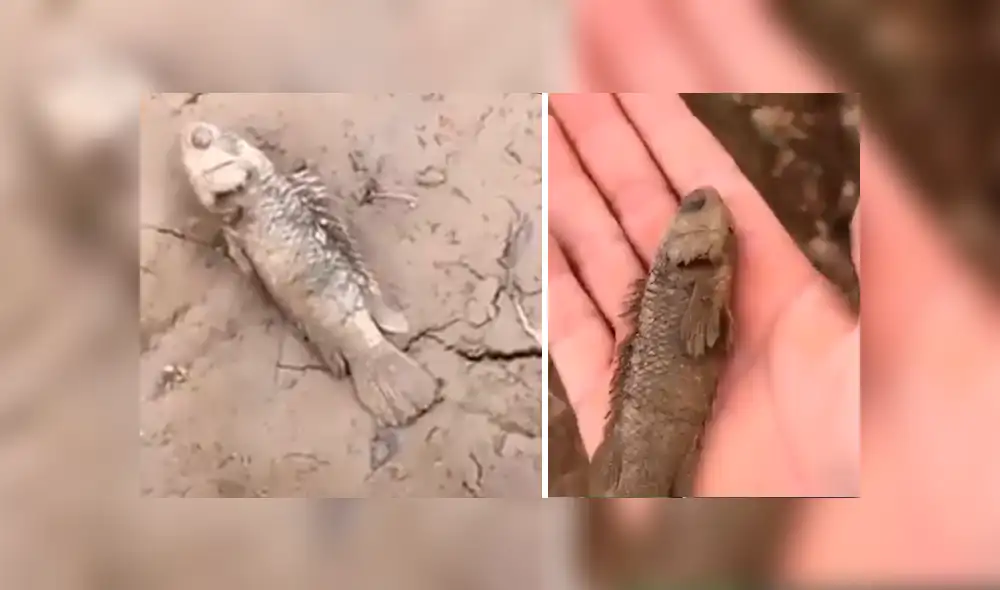Facebook viral: Poblador encuentra pez 'moribundo' en la tierra, lo agarra y sucede lo impensado [VIDEO]