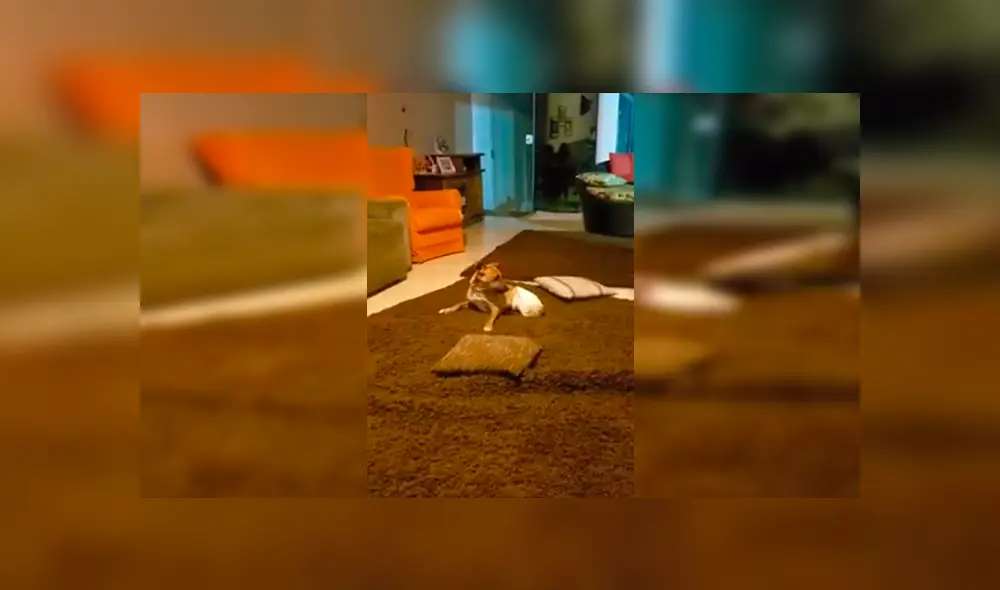 En Facebook, un joven captó el tierno momento de su querida mascota que había perdido sus dos patas traseras. En Facebook, un joven captó el tierno momento de su querida mascota que había perdido sus dos patas traseras.