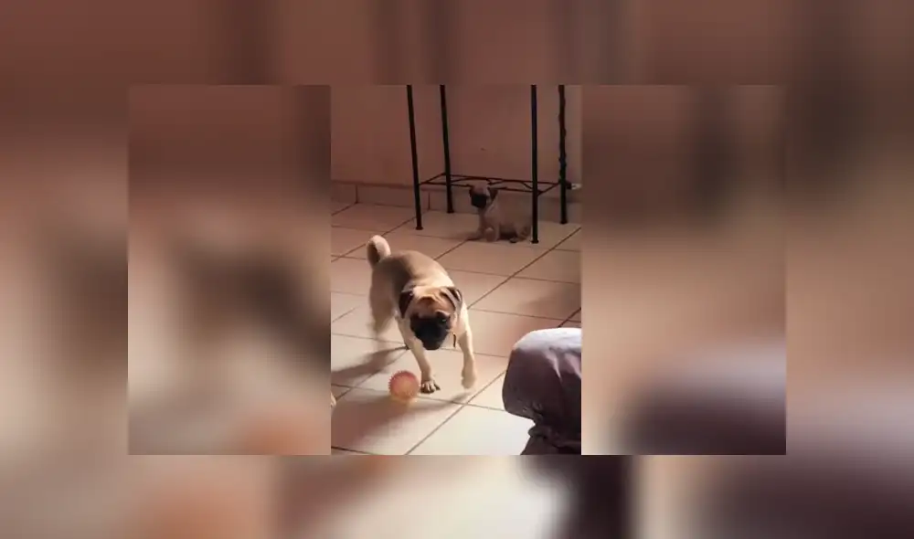 Desliza las imágenes hacia la izquierda para apreciar la cruel broma que le jugaron dos cachorros a su padre. Desliza las imágenes hacia la izquierda para apreciar la cruel broma que le jugaron dos cachorros a su padre.