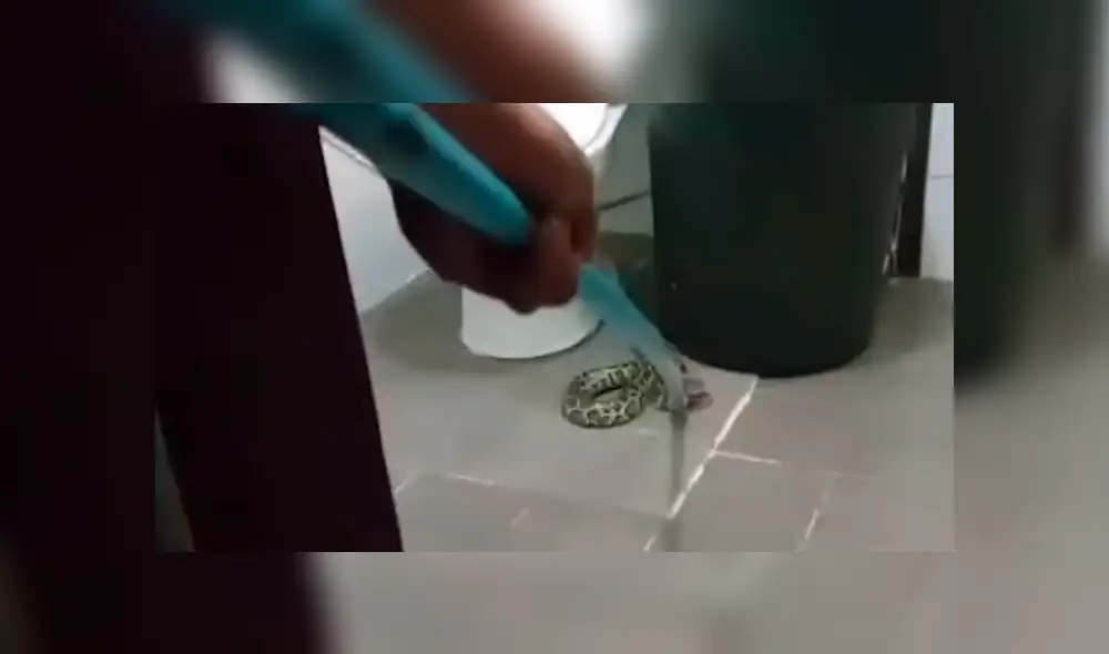 A través de YouTube se compartió un video viral que muestra a la peligrosa criatura que halló una mujer dentro del baño. A través de YouTube se compartió un video viral que muestra a la peligrosa criatura que halló una mujer dentro del baño.