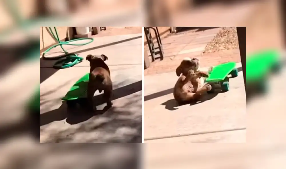 Desliza las imágenes hacia la izquierda para observar el esfuerzo de un perro para aprender a manejar una patineta.