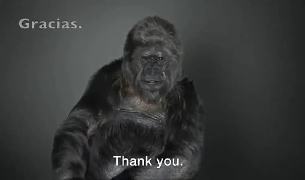 Desliza para ver las mejores imágenes de Koko. Foto: Captura/YouTube/Experto Animal