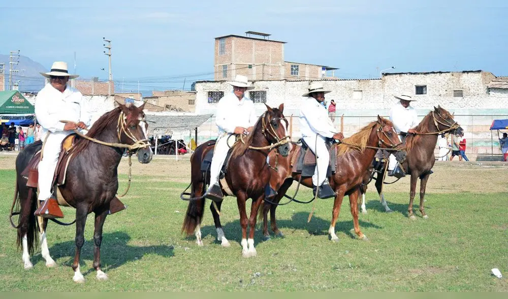 Lambayeque: Más de 70 ejemplares participaron en el II concurso de Caballo Peruano de Paso en Cayaltí