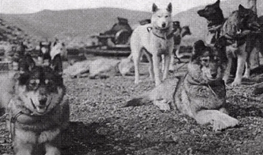 Balto fue reconocido por los pobladores de Nome pero fue Togo quien realizó la mayor parte del trabajo. Foto: Captura/YouTube/Experto Animal