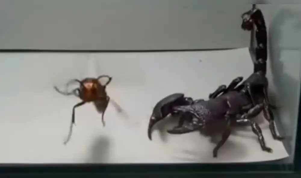 YouTube: Escorpión emperador tuvo una épica pelea con una avispa [VIDEO]