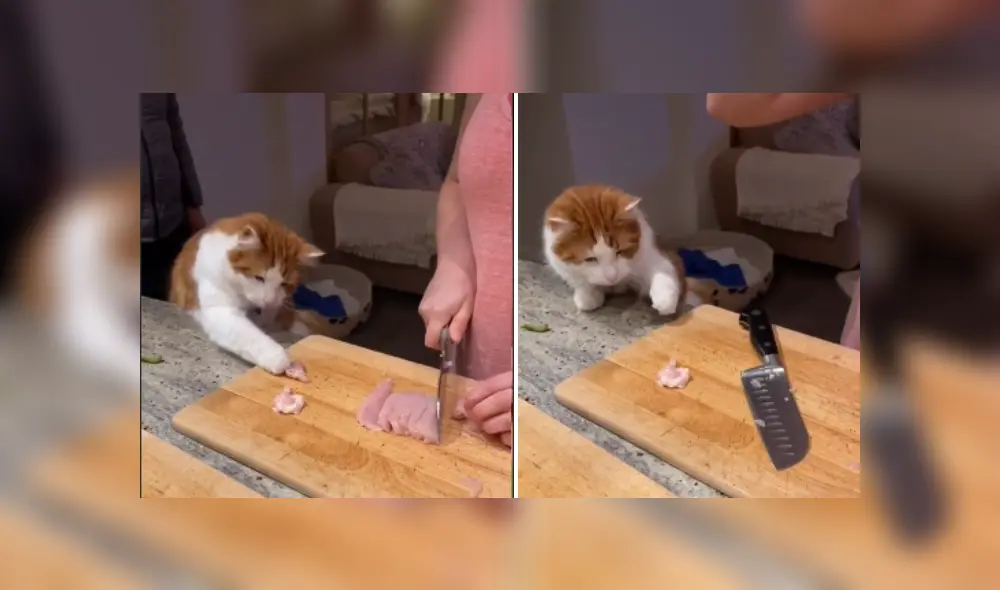 Desliza las imágenes para ver más sobre este travieso gato que hace de todo para 'robar' un poco de comida. (Foto: captura) Desliza las imágenes para ver más sobre este travieso gato que hace de todo para 'robar' un poco de comida. (Foto: captura)