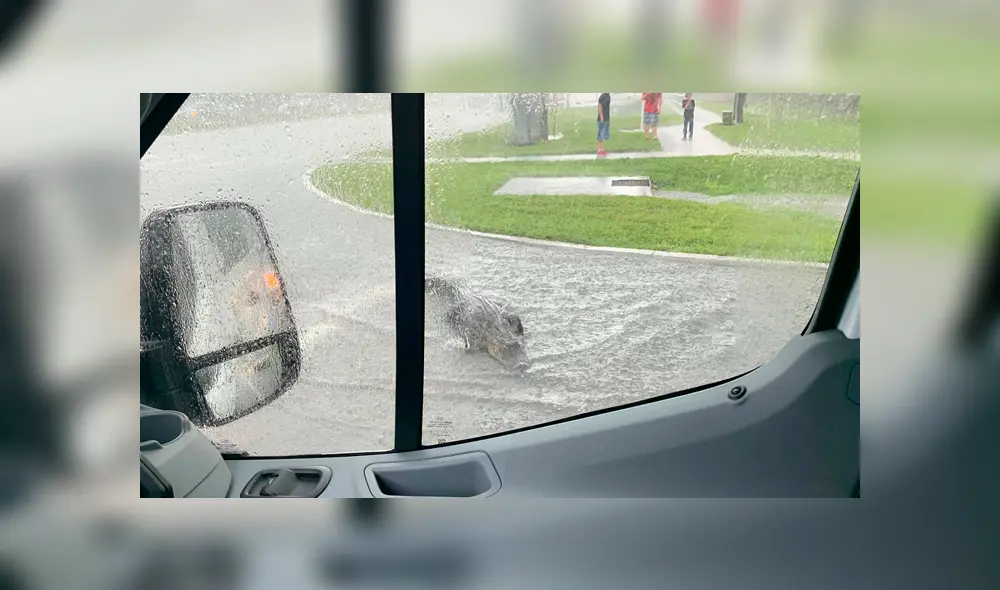 Un enorme cocodrilo generó el tráfico al cruzar una concurrida carretera en medio de la tormenta, en Estados Unidos. Un enorme cocodrilo generó el tráfico al cruzar una concurrida carretera en medio de la tormenta, en Estados Unidos.