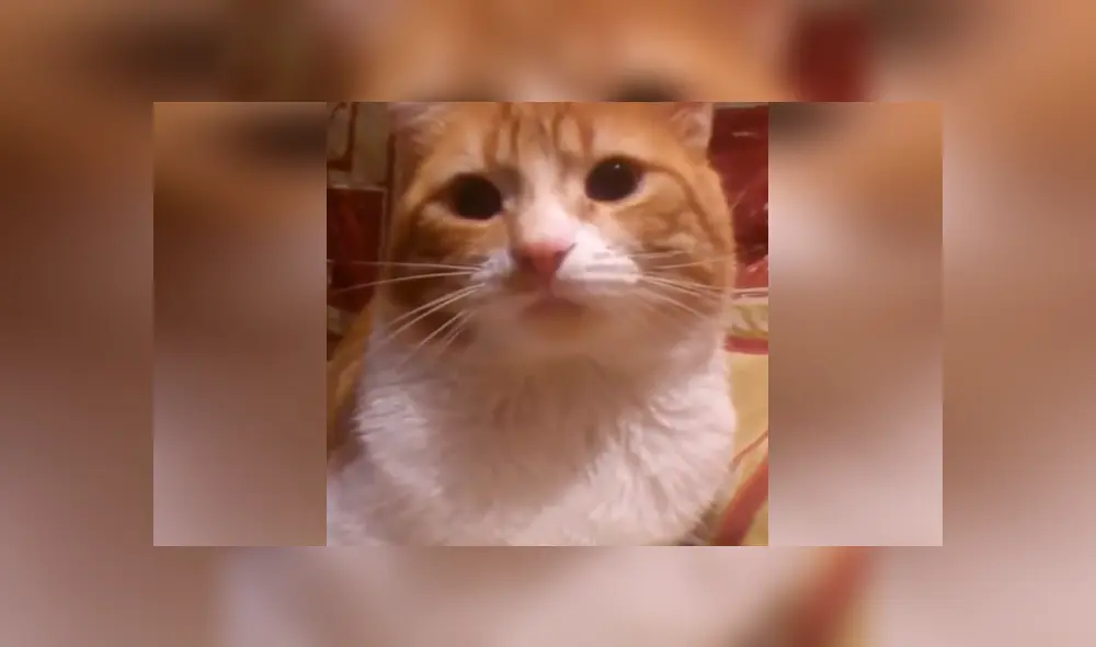 Desliza las imágenes para conocer el tremendo regaño que dio un gato a su dueño por no prestarle atención. Desliza las imágenes para conocer el tremendo regaño que dio un gato a su dueño por no prestarle atención.