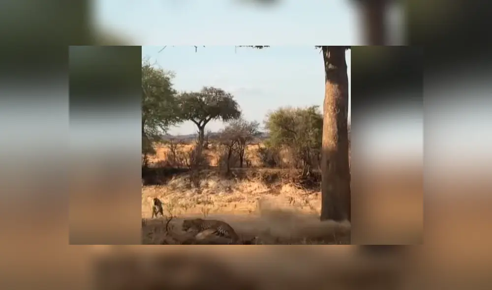 Un turista grabó en un video viral de YouTube el trágico momento que vivió un antílope al ser atacado por un feroz depredador.