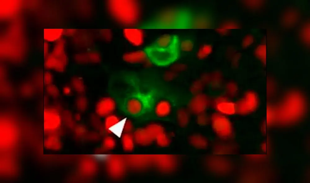 Las células afectadas por quimioterapia (verde) devoran sin parar a las células cancerosas no tratadas (rojo). Captura de video / Tonnessen-Murray et al., 2019.
