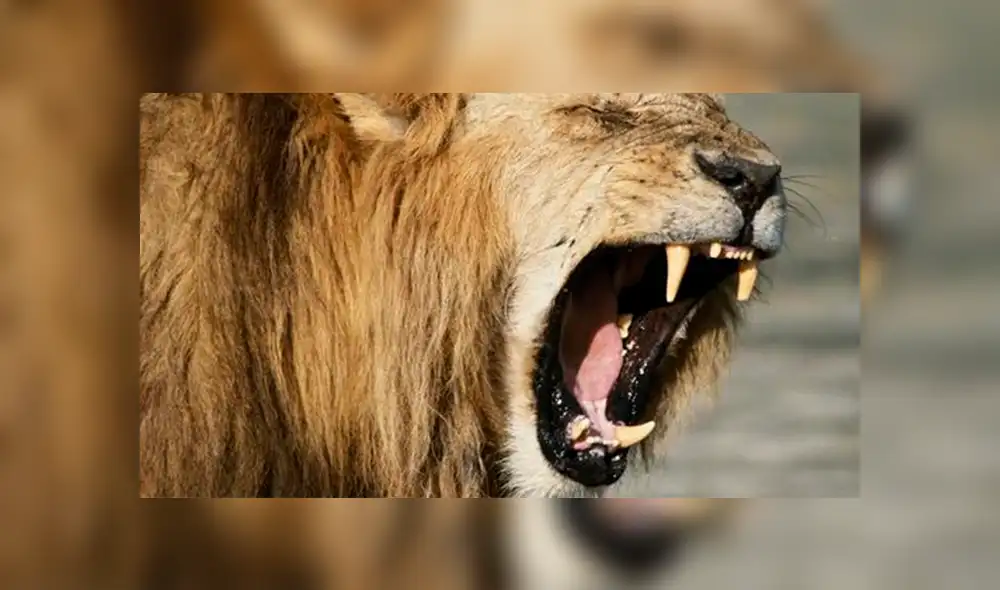 YouTube: Una hiena encontró la muerte al ingresar por error a un campo de leones [VIDEO]