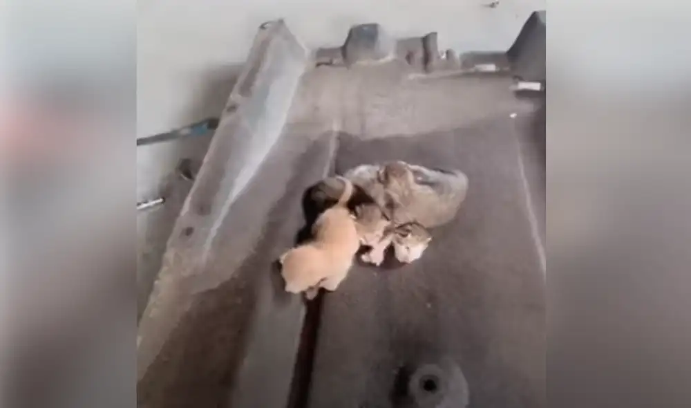 Desliza hacia la izquierda para ver las imágenes del video viral. Foto: captura de Facebook.