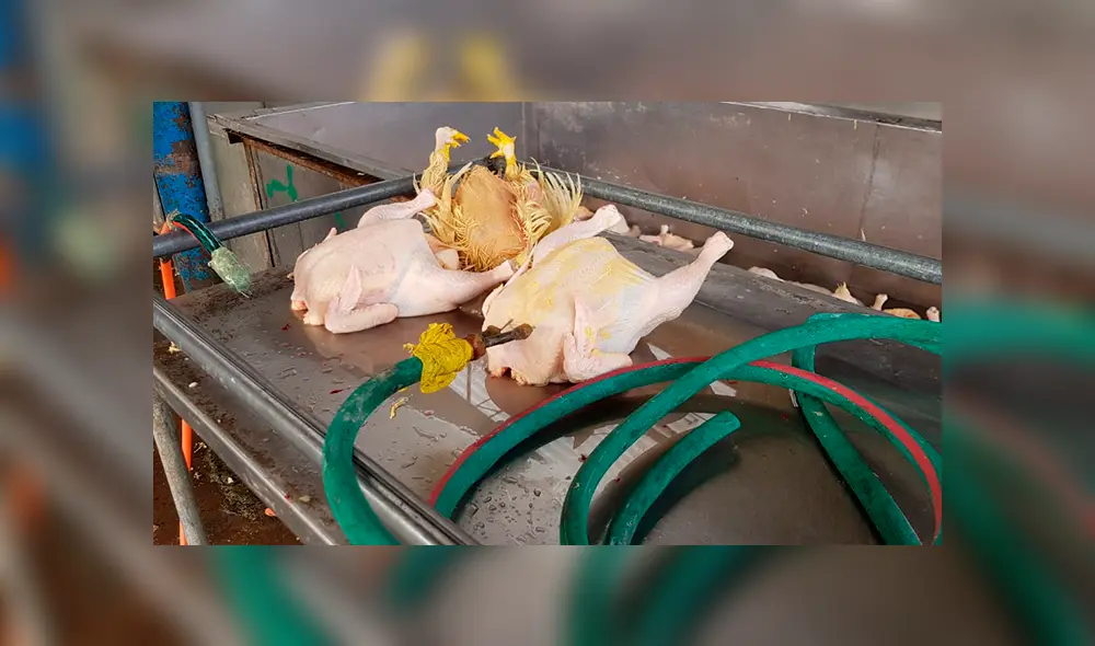 Pollos se encontraron en estado insalubre