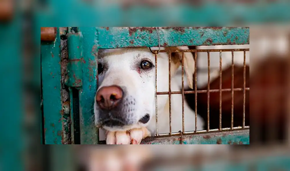 Esposos que agredieron sexualmente a su mascota reclaman ‘nuestra privacidad fue invadida’ Esposos que agredieron sexualmente a su mascota reclaman ‘nuestra privacidad fue invadida’