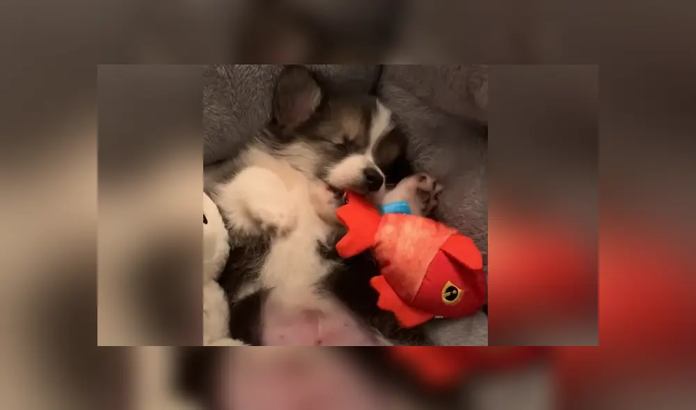 El can fue adoptado cuando era apenas un pequeño cachorro. Foto: YouTube El can fue adoptado cuando era apenas un pequeño cachorro. Foto: YouTube