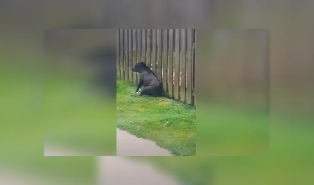 Desliza las imágenes para apreciar la curiosa acción de una perrita para reunirse con su ‘amigo’ y recibir unos mimos. Foto: Captura.