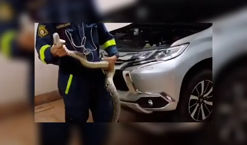 Hombre escucha ruidos extraños en su vehículo, lo revisa y encuentra peligrosa criatura en su interior